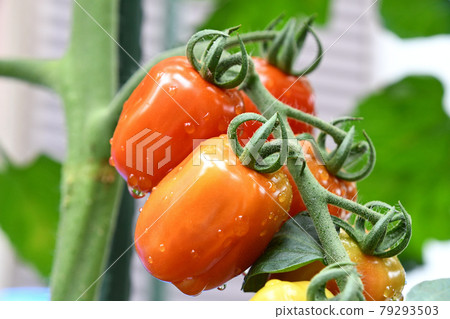 Mini tomatoes in the vegetable garden (confet) 79293503