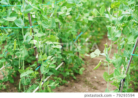 Peas agricultural products Hokkaido Peas agricultural products Hokkaido 79293594