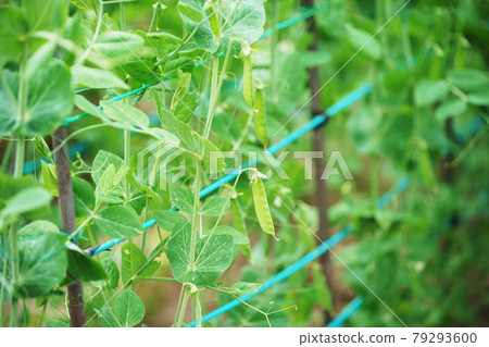 Peas agricultural products Hokkaido 79293600