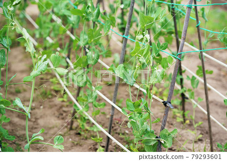 Peas agricultural products Hokkaido 79293601