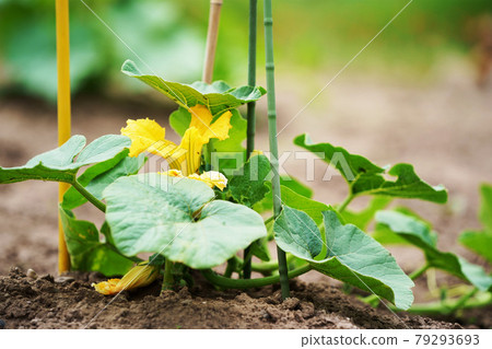 Pumpkin field agricultural products Hokkaido Pumpkin field agricultural products Hokkaido 79293693