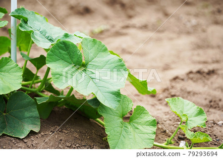 Pumpkin field agricultural products Hokkaido 79293694