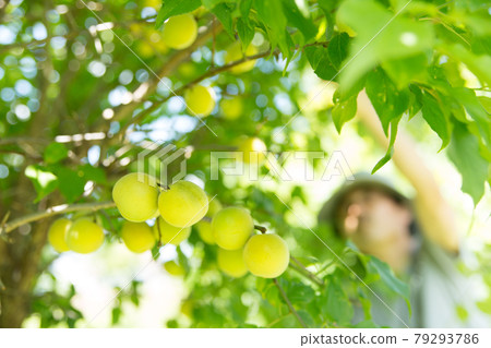 Farmer harvesting plums 79293786