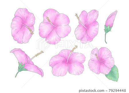 Watercolor pink hibiscus illustration set Watercolor pink hibiscus illustration set 79294448