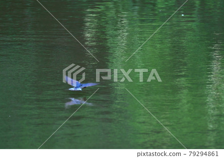 燕子飛過水面 79294861