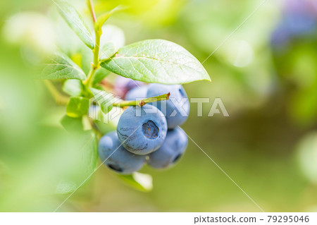 When I'm eating soon, blueberries When I'm eating soon, blueberries 79295046