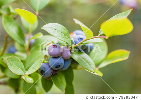 When I'm eating soon, blueberries When I'm eating soon, blueberries 79295047