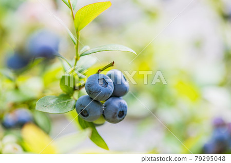 When I'm eating soon, blueberries 79295048