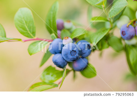當我很快就吃,藍莓 當我很快就吃,藍莓 79295063