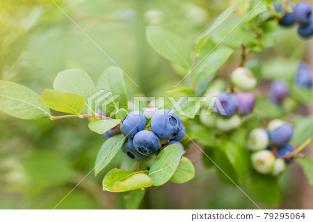 當我很快就吃，藍莓 79295064