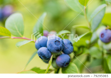 當我很快就吃,藍莓 當我很快就吃,藍莓 79295065