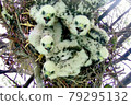 Japan's smallest bird of prey, Japanese sparrowhawk chick 79295132