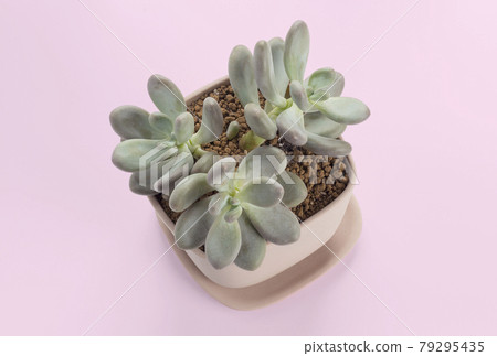 succulent plant cactus pots 79295435