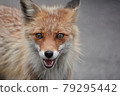 Red fox (up) 79295442