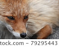 Red fox (up) 79295443