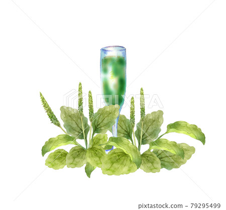 Watercolor illustration of plantain and juice 79295499