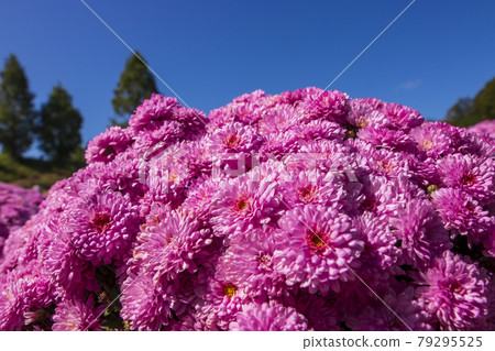Autumn flowers Garden mum that shines in the blue sky Autumn flowers Garden mum that shines in the blue sky 79295525