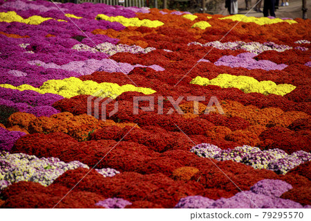 Autumn flowers colorful garden mum field 79295570