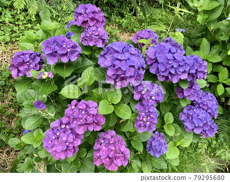 Hydrangea (Nishihazu-cho, Nishio City, Aichi Prefecture) Hydrangea (Nishihazu-cho, Nishio City, Aichi Prefecture) 79295680