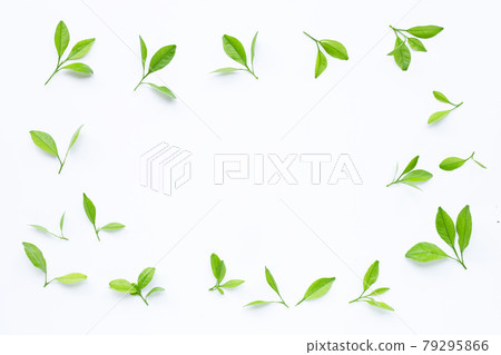 Frame made of citrus leaves on white background. Top view Frame made of citrus leaves on white background. Top view 79295866
