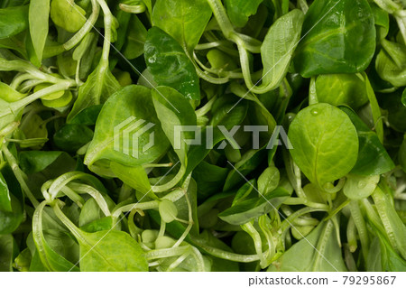 mache lettuce green salad mache lettuce green salad 79295867