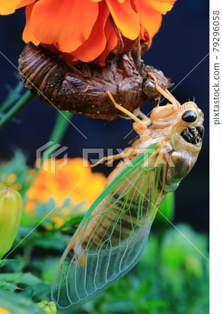 Cicadas emerging Cicadas emerging 79296058