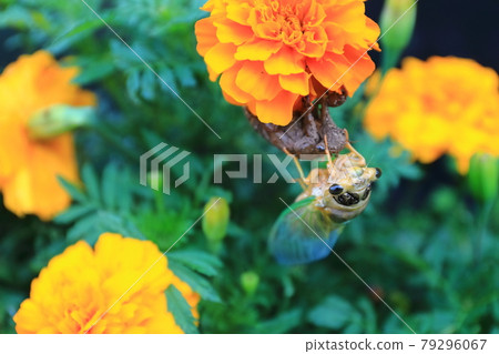 Cicadas emerging 79296067