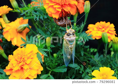 Cicadas emerging Cicadas emerging 79296081