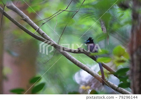 Japanese Paradise Flycatcher 79296144
