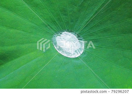 荷葉上的水滴 荷葉上的水滴 79296207