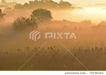 Watarase Retarding Ground where the morning mist can enter 79296263