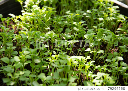 Closeup shot of the leaves of a Lobelia plant in a pot Closeup shot of the leaves of a Lobelia plant in a pot 79296268