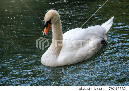 A graceful white swan swimming on a lake with dark green water. The white swan is reflected in the water A graceful white swan swimming on a lake with dark green water. The white swan is reflected in the water 79296282