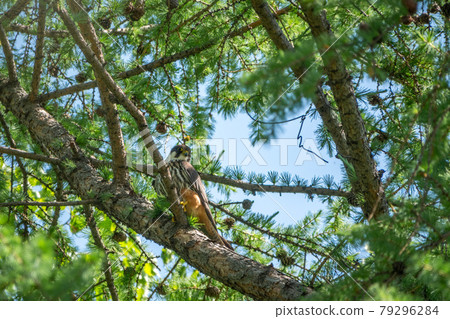 Eurasian hobby, falco subbuteo, sitting on top of larch tree. Cute majestic falcon bird of prey in wildlife. The Eurasian hobby , Falco subbuteo 79296284