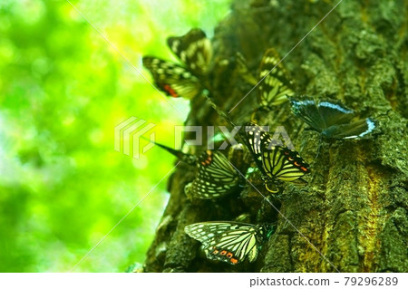 Many butterflies suck nectar 79296289
