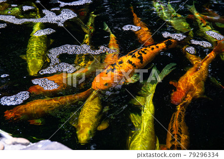 carp, fish, koi 79296334