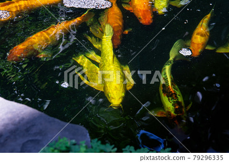 carp, fish, koi 79296335