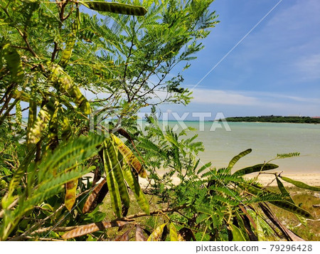 Okinawa Ishigaki Island Shiraho Beach, summer scenery 79296428