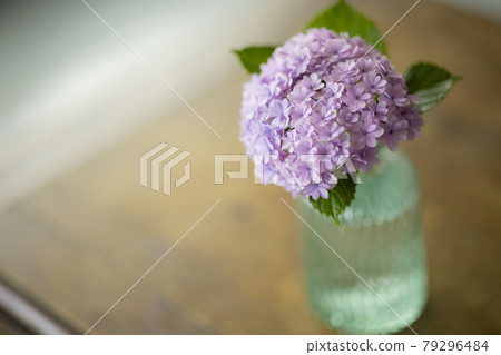 hydrangea   79296484