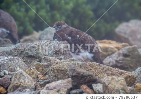 Grouse (Thunderbird) 79296537