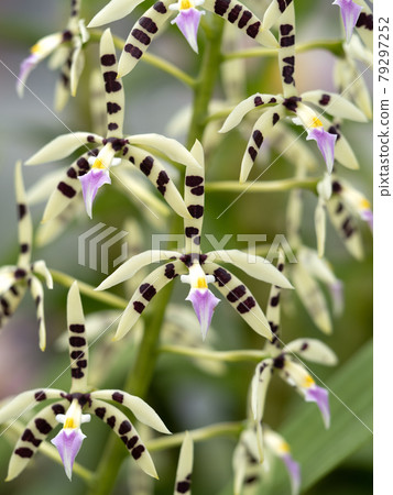 Western Orchid Epidendolm Prismatocarpum 79297252