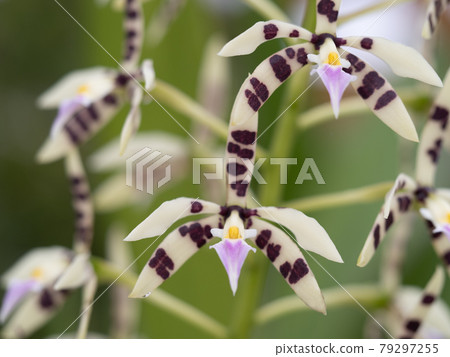 Western Orchid Epidendolm Prismatocarpum Western Orchid Epidendolm Prismatocarpum 79297255