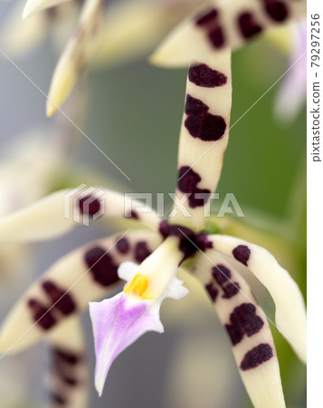 Western Orchid Epidendolm Prismatocarpum Western Orchid Epidendolm Prismatocarpum 79297256