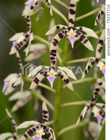 西蘭花 Epidendolm Prismatocarpum 79297258