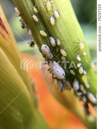 Kisugefukure aphid attached to Kisuge 79297329