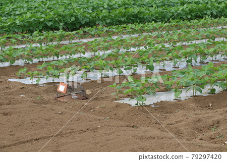 Mousetrap set in the field to exterminate vermin Mousetrap set in the field to exterminate vermin 79297420