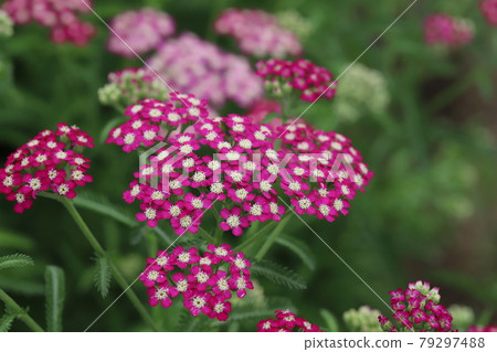 Pink flowers of Achillea millefolium blooming in the park in early summer 79297488