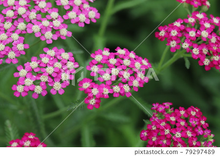Pink flowers of Achillea millefolium blooming in the park in early summer 79297489