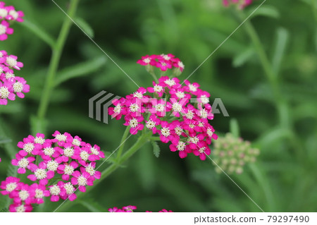 Pink flowers of Achillea millefolium blooming in the park in early summer 79297490