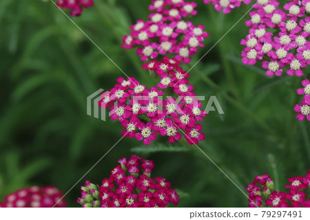 Pink flowers of Achillea millefolium blooming in the park in early summer 79297491